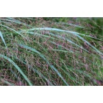 Switchgrass-5044