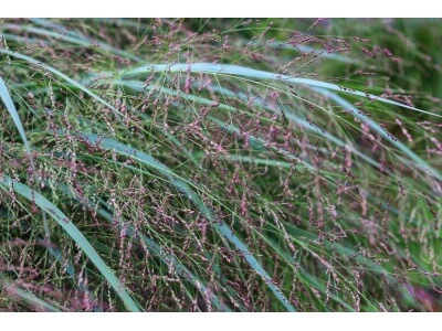 Switchgrass-5044