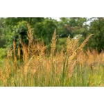 Indiangrass-5039