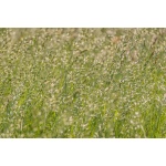 Mountain Brome-4679