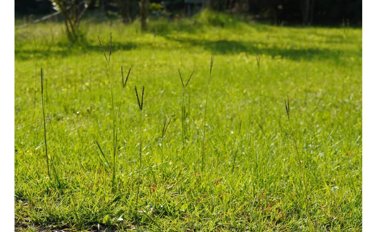 Bahia Grass-5121