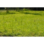 Bahia Grass-5121