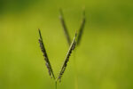 Bahia Grass-5122