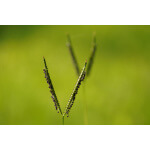 Bahia Grass-5122