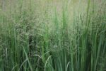 Switchgrass-5045