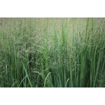 Switchgrass-5045