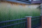 Switchgrass-5046