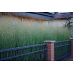 Switchgrass-5046