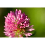 Red Clover-2205