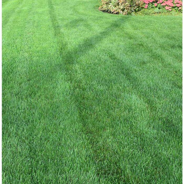 Kentucky Bluegrass Lawn