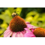 Bee polinating a pink flower