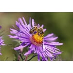 Great Lakes/New England Pollinator Mix-3371