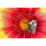 Great Plains Pollinator Mix-3379