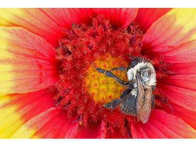 Great Plains Pollinator Mix-3379