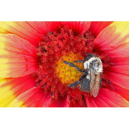 Great Plains Pollinator Mix-3379