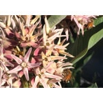 Intermountain West Pollinator Mix-3387