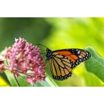 Mid-West/Mid-Atlantic Pollinator Mix-3395