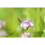 Pacific Southwest Pollinator Mix-3411