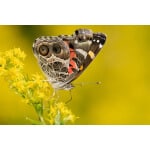 South-Atlantic Transitional Pollinator Mix-3419