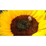 Southwest Transitional Pollinator Mix-3451