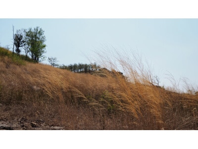 Southern Subtropics Erosion Control Mix-3531