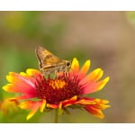 Western Low-Water Use Pollinator Mix-3459