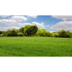 Beautiful great plains with trees and clouds in the sky