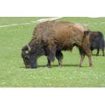 Bison eating grass