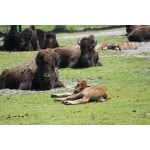 Great Plains Bison Forage Mix-3065