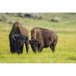 Intermountain West Bison Forage Mix-3073