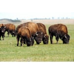 Mid-West/Mid-Atlantic Bison Forage Mix-3081