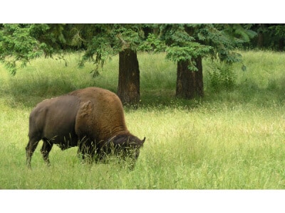 Pacific Northwest Bison Forage Mix-3089