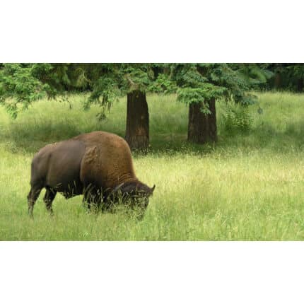 Pacific Northwest Bison Forage Mix-3089