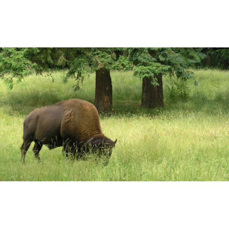 Pacific Northwest Bison Forage Mix-3089