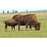 Pacific Southwest Bison Forage Mix-3097