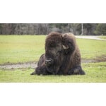 South-Atlantic Transitional Bison Forage Mix-3105