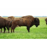 Southwest Semi-Arid Steppe Bison Forage Mix-3129