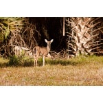 A deer in the distance in the Florida tropics