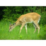 gentle deer eating grass