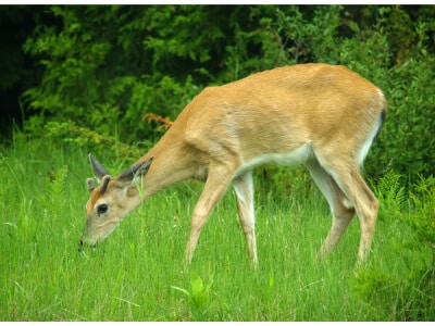 gentle deer eating grass