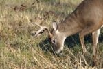 big game buck eating grass