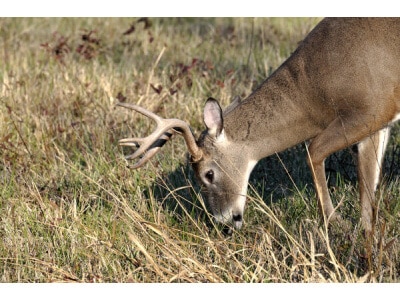 big game buck eating grass