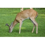 baby deer grazing grass in the Mid-West