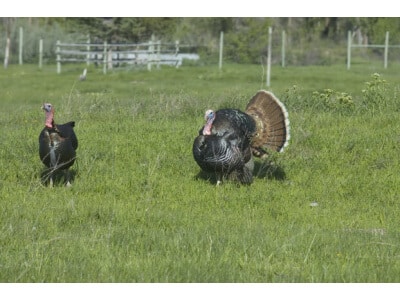 South-Atlantic Transitional Upland Game Food Plot Mix-3811