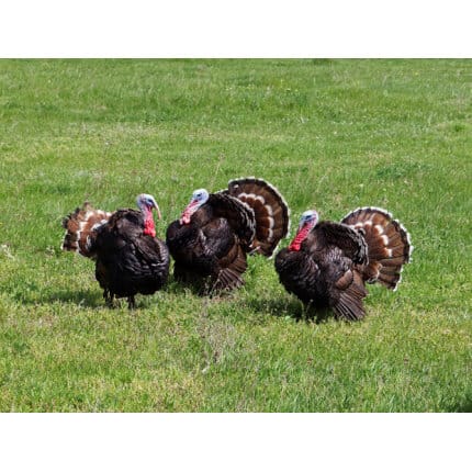 Southwest Semi-Arid Steppe Upland Game Food Plot Mix-3835