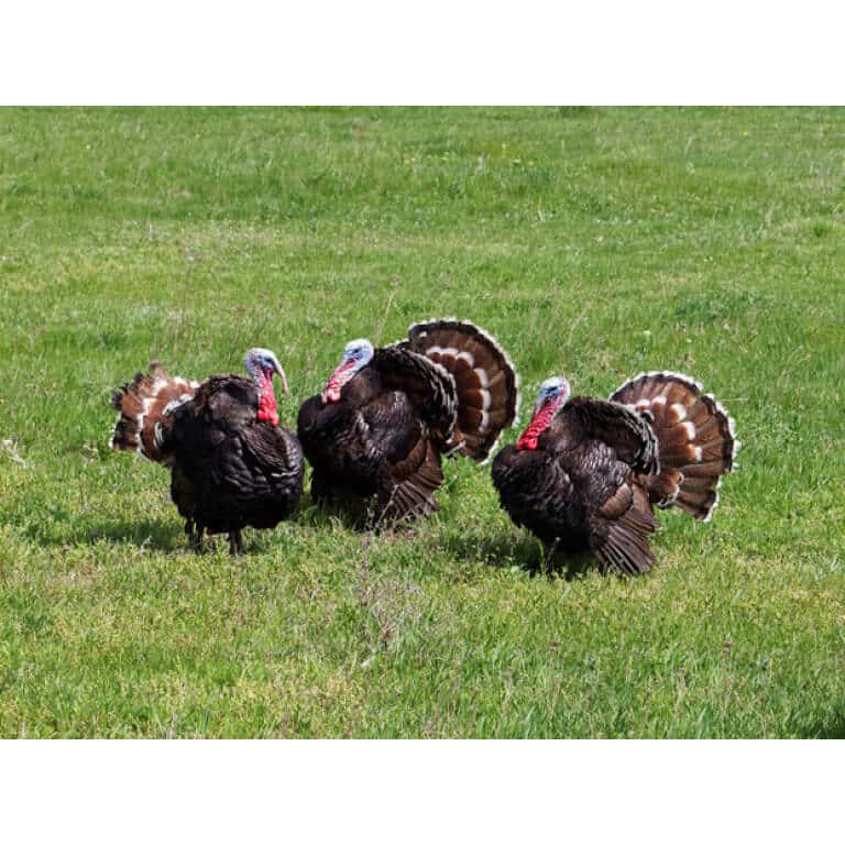 Southwest Semi-Arid Steppe Upland Game Food Plot Mix-3835