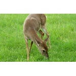 Deer eating grass