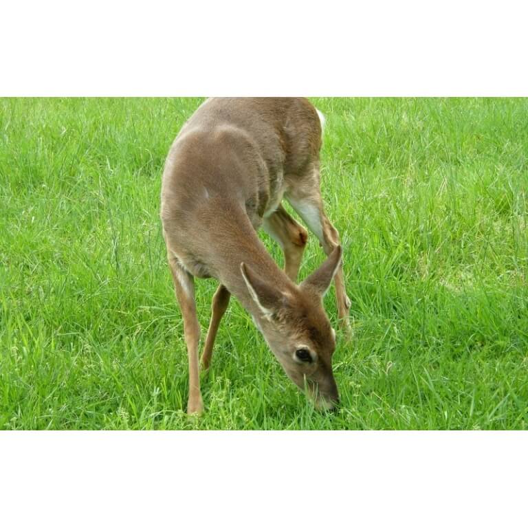Deer eating grass