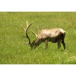 Southwest desert big game elk