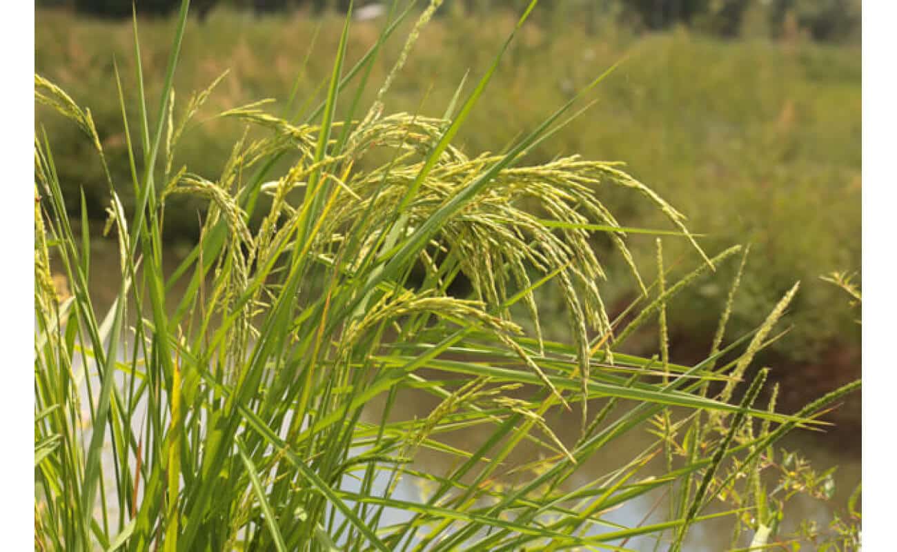 Streambank Wheatgrass-2293